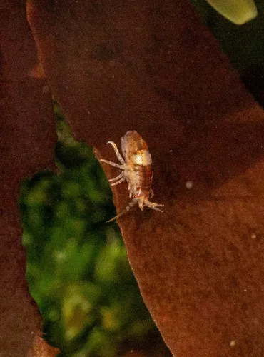 Planktonic Amphipod - photo 7
