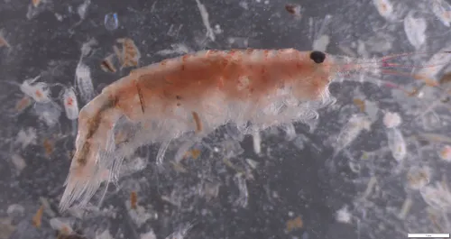 Planktonic Amphipod - photo 8