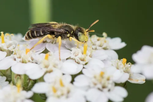 Calliopsis andreniformis