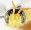 Calliopsis anomoptera