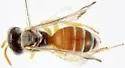 Calliopsis anomoptera - photo 3