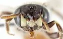 Calliopsis anomoptera - photo 4