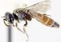 Calliopsis anomoptera - photo 5