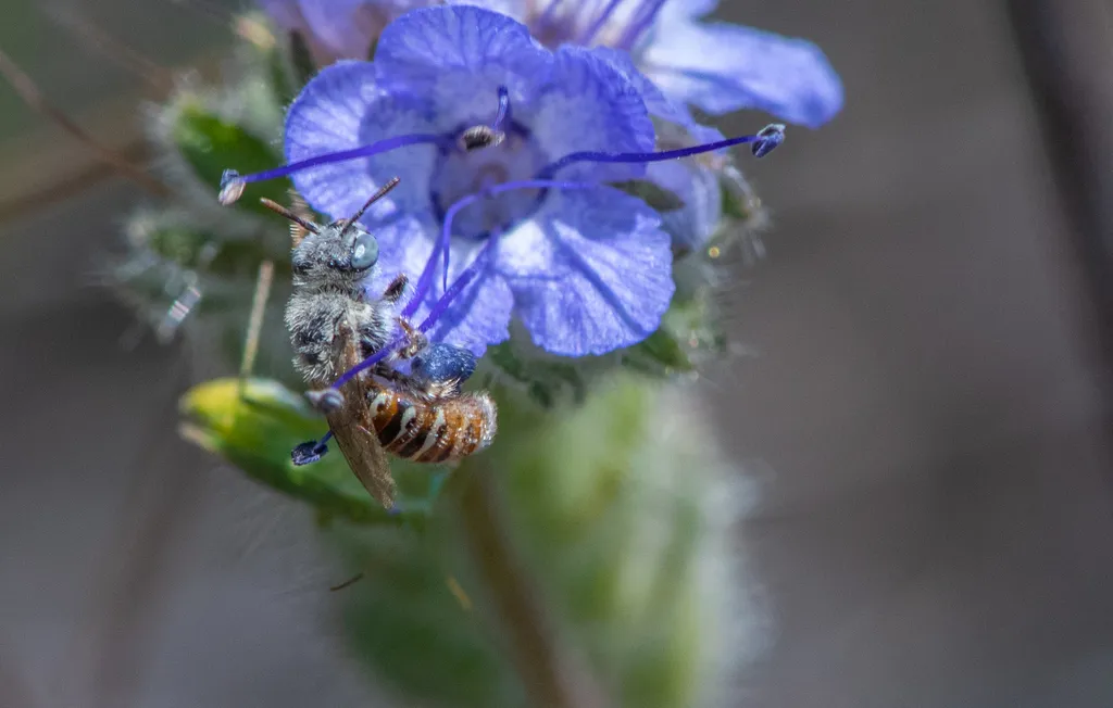 Calliopsis barbata - photo 2