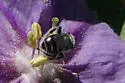 Calliopsis callops