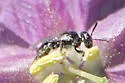 Calliopsis callops - photo 2