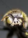 Colorado Calliopsis