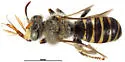 Calliopsis filiorum