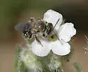 Calliopsis fracta
