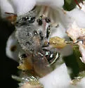 Calliopsis fracta - photo 2