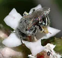 Calliopsis fracta - photo 4