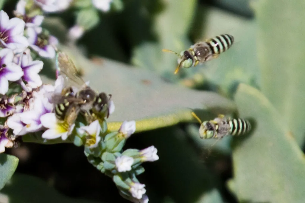Calliopsis hesperia - photo 2