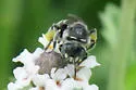 Calliopsis hondurasica - photo 3