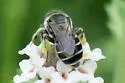 Calliopsis hondurasica - photo 4