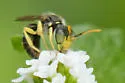 Calliopsis hondurasica - photo 5