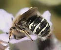 Calliopsis linsleyi - photo 2