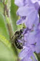 Calliopsis nebraskensis - Calliopsis nebraskensis