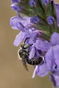 Calliopsis nebraskensis - photo 2
