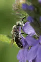 Calliopsis nebraskensis - photo 3