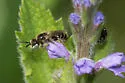 Calliopsis nebraskensis - photo 4