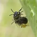 Calliopsis nebraskensis - photo 5