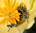 Calliopsis obscurella