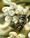 Calliopsis puellae - Calliopsis puellae
