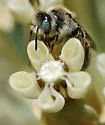 Calliopsis puellae - photo 2