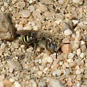 Calliopsis puellae - photo 3