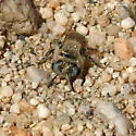 Calliopsis puellae - photo 4