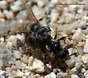 Calliopsis puellae - photo 5