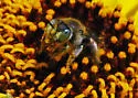 Calliopsis pugionis - photo 2