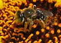 Calliopsis pugionis - photo 3