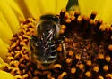 Calliopsis pugionis - photo 4