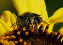 Calliopsis pugionis - photo 5