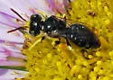 Calliopsis rhodophila - photo 4