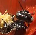 Calliopsis subalpina - photo 2