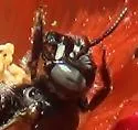 Calliopsis subalpina - photo 3