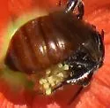 Calliopsis subalpina - photo 4