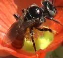 Calliopsis subalpina - photo 5