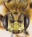 Calliopsis zebrata