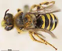 Calliopsis zebrata - photo 2