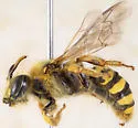 Calliopsis zebrata - photo 3