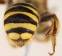 Calliopsis zebrata - photo 4