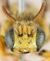 Calliopsis zebrata - photo 5