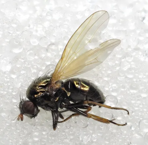 Calliopum aeneum