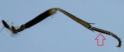 Calliopum aeneum - photo 3
