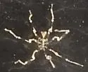 Callipallene brevirostris