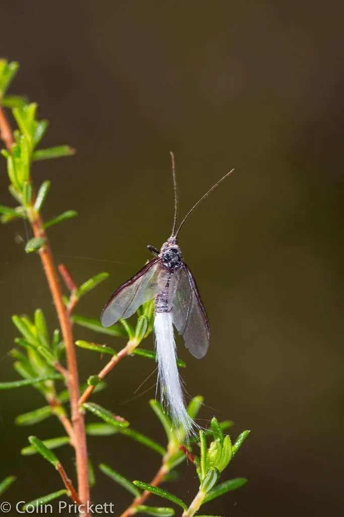 Callipappidae - photo 2