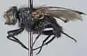 Calliphora alaskensis